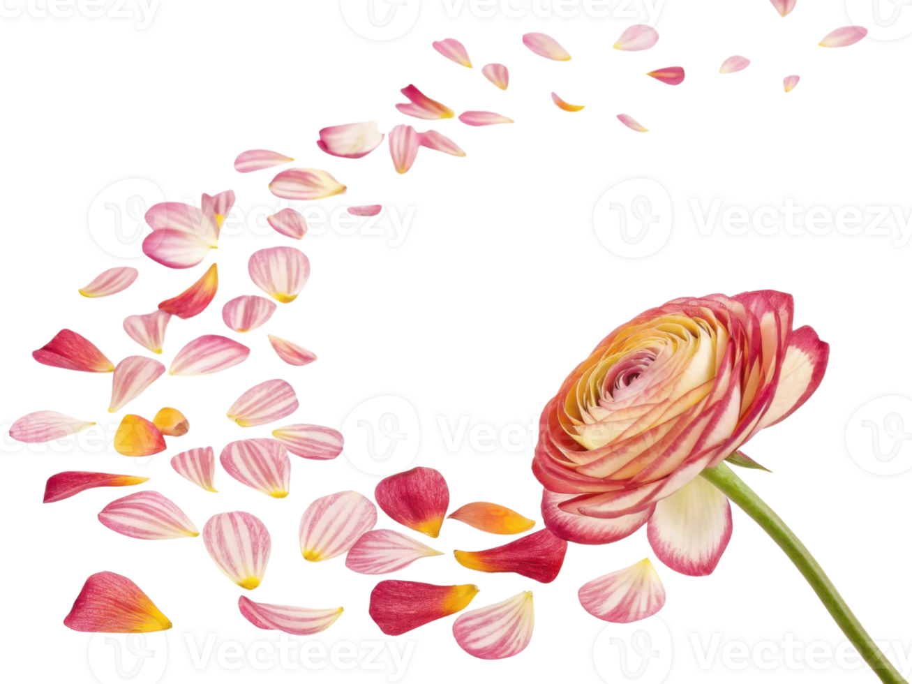 beautiful ranunculus flower with delicate petals gracefully falling, creating stunning visual display of nature elegance png