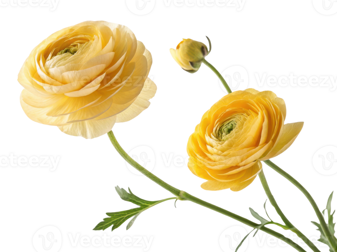 Beautiful ranunculus flowers in vibrant yellow hues showcase their delicate petals and graceful stems, adding touch of elegance to any setting png