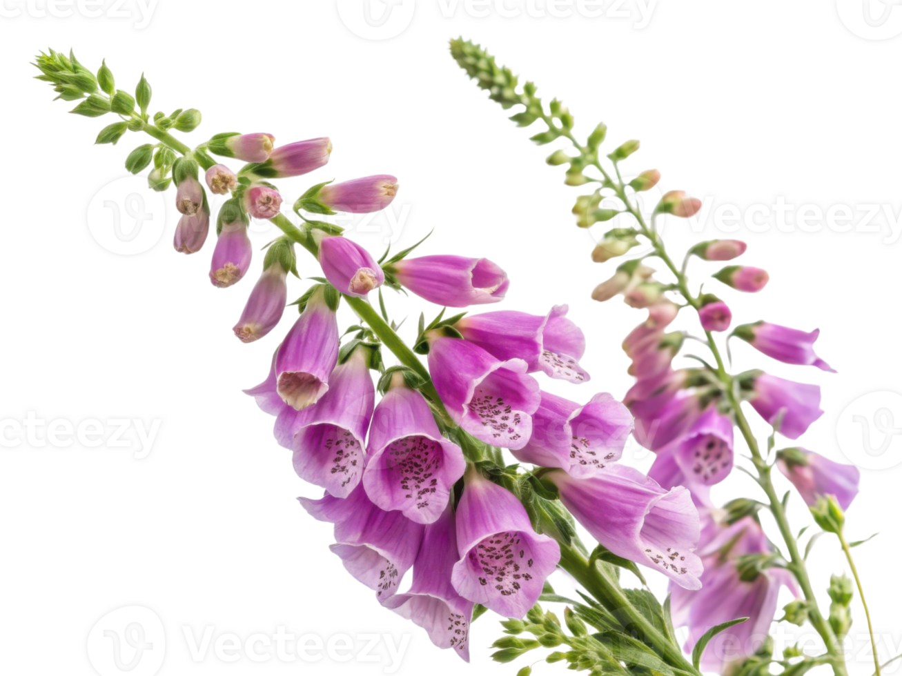 Beautiful foxglove flowers bloom gracefully, showcasing their vibrant purple hues and intricate patterns, adding charm to any garden png