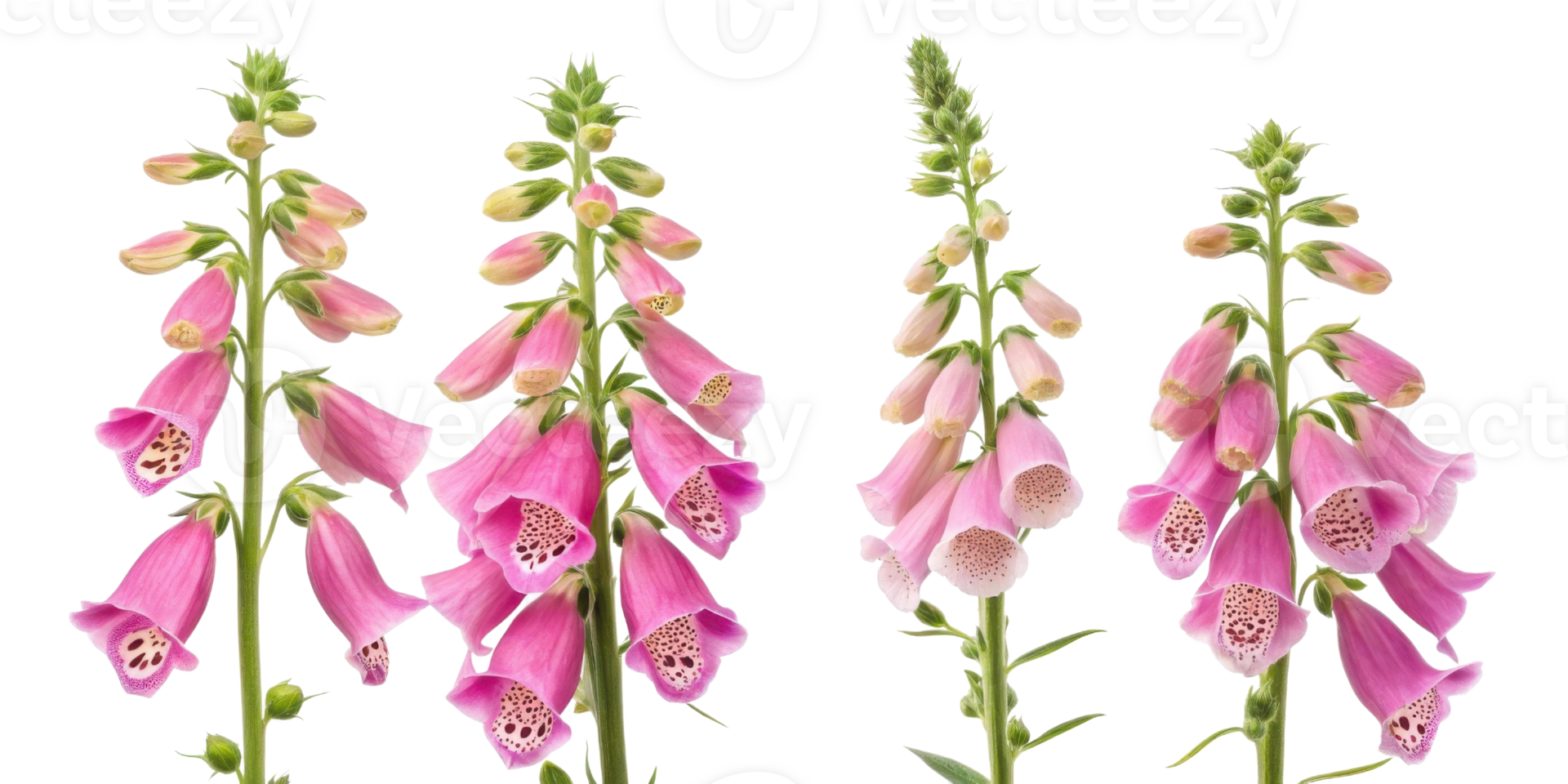 Beautiful foxglove flowers bloom gracefully, showcasing their vibrant pink hues and delicate petals in stunning display of nature artistry png