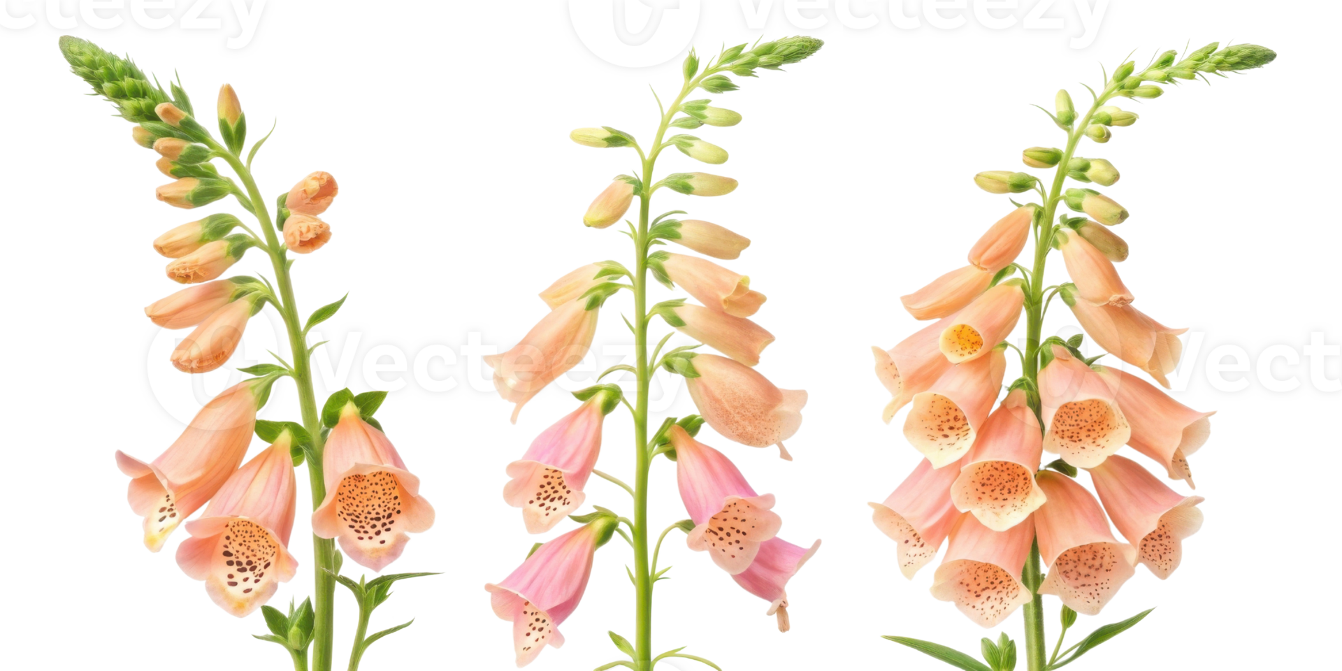 Beautiful foxglove flowers bloom gracefully, showcasing their delicate petals in shades of pink and peach, creating stunning floral display png