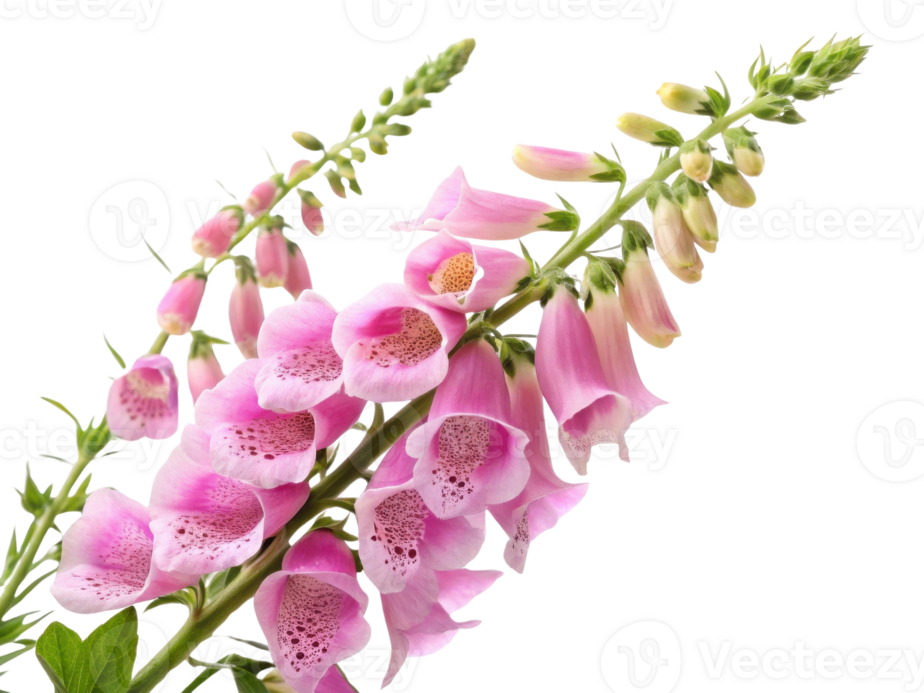 delicate foxglove flower blooms gracefully, showcasing its vibrant pink petals and intricate patterns, creating stunning visual delight png