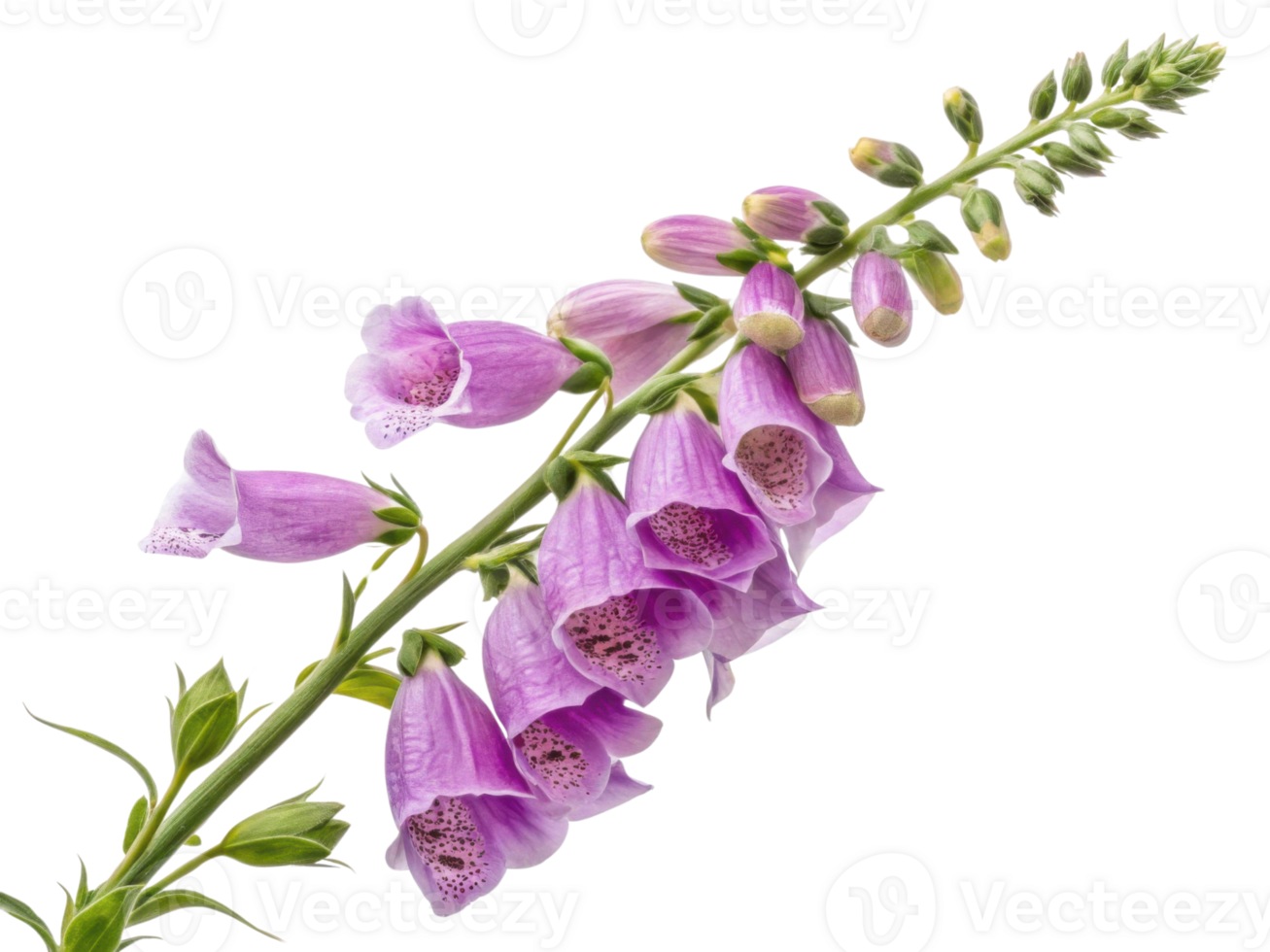 stunning foxglove flower stands tall with vibrant purple blooms showcasing intricate details and graceful form, perfect for any garden png