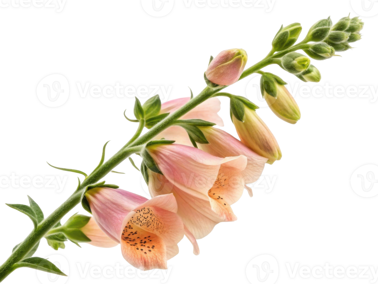 delicate foxglove flower blooms gracefully, showcasing its soft pink petals and intricate details that captivate eye png