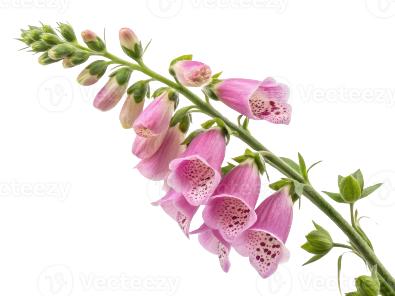 beautiful foxglove flower blooms gracefully with delicate pink petals showcasing intricate patterns that captivate eye png