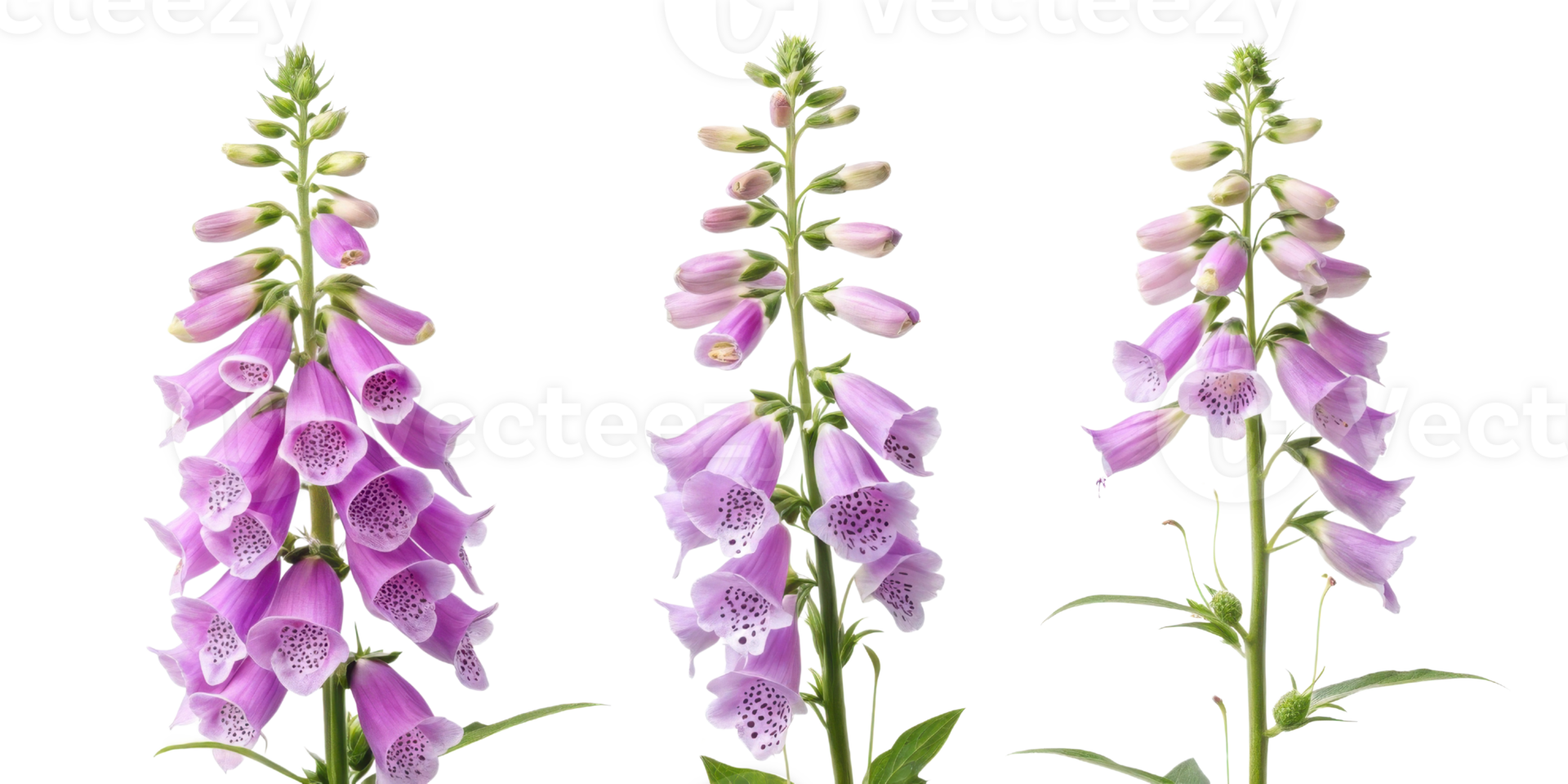 Beautiful foxglove flowers bloom gracefully, showcasing their vibrant colors and intricate patterns that captivate nature lovers png