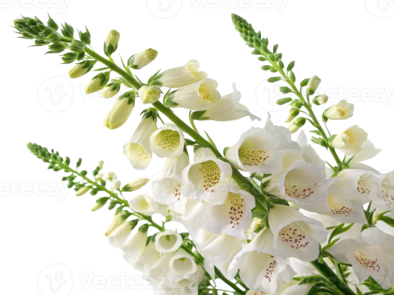 Beautiful foxglove flowers bloom gracefully, showcasing their delicate petals and vibrant colors, creating stunning natural display png