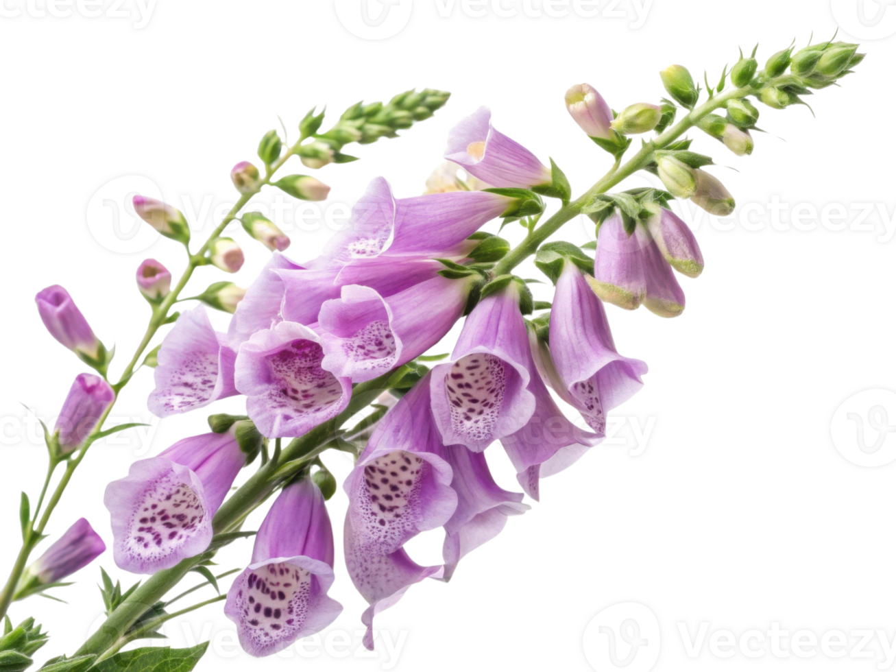 stunning foxglove flower blooms gracefully, showcasing its delicate purple petals and intricate patterns that captivate eye png