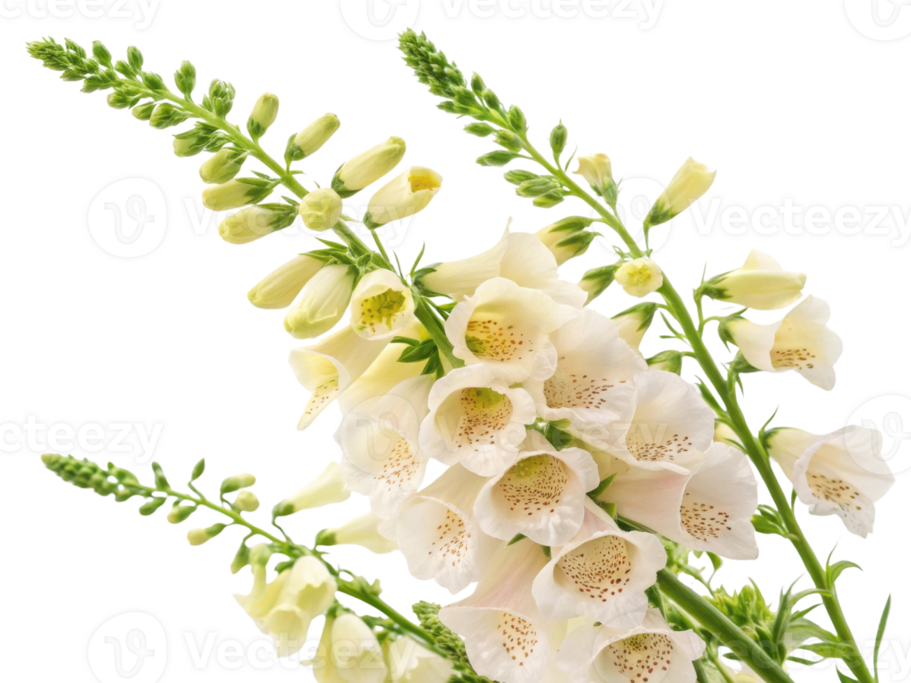 Beautiful foxglove flowers bloom gracefully, showcasing delicate petals and vibrant colors that captivate nature lovers png