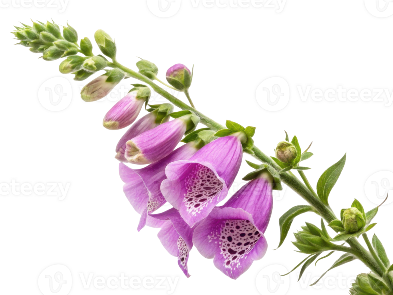 Beautiful foxglove flowers bloom gracefully, showcasing their vibrant purple hues and intricate patterns, perfect for any garden png