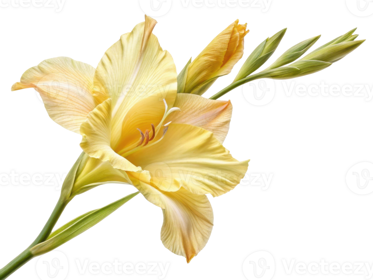 beautiful gladiolus flower in soft yellow hues showcases its delicate petals and elegant form, perfect for brightening any garden or arrangement png