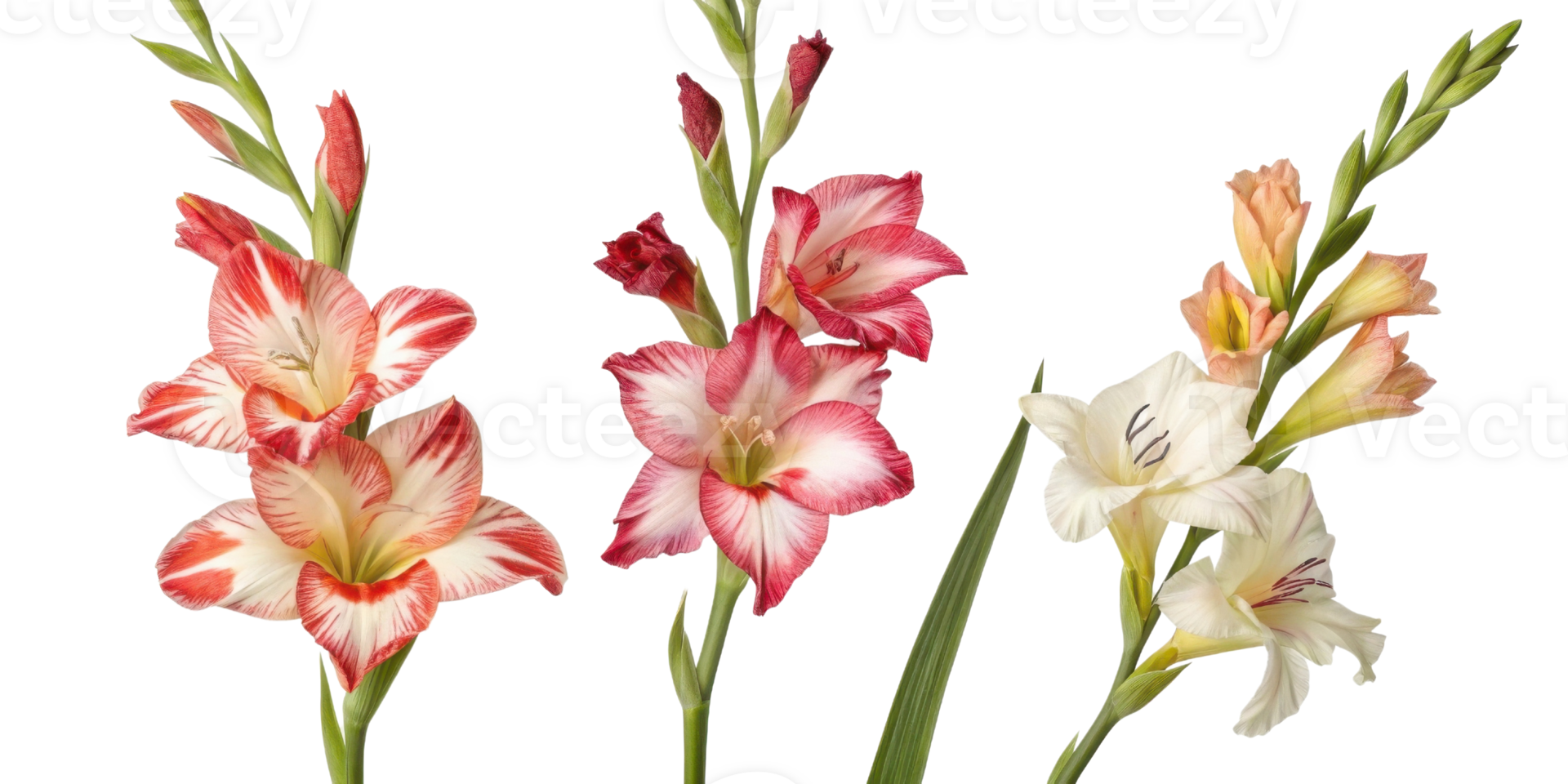Beautiful gladiolus flowers in various colors showcase their vibrant petals and elegant shapes, perfect for any floral arrangement png