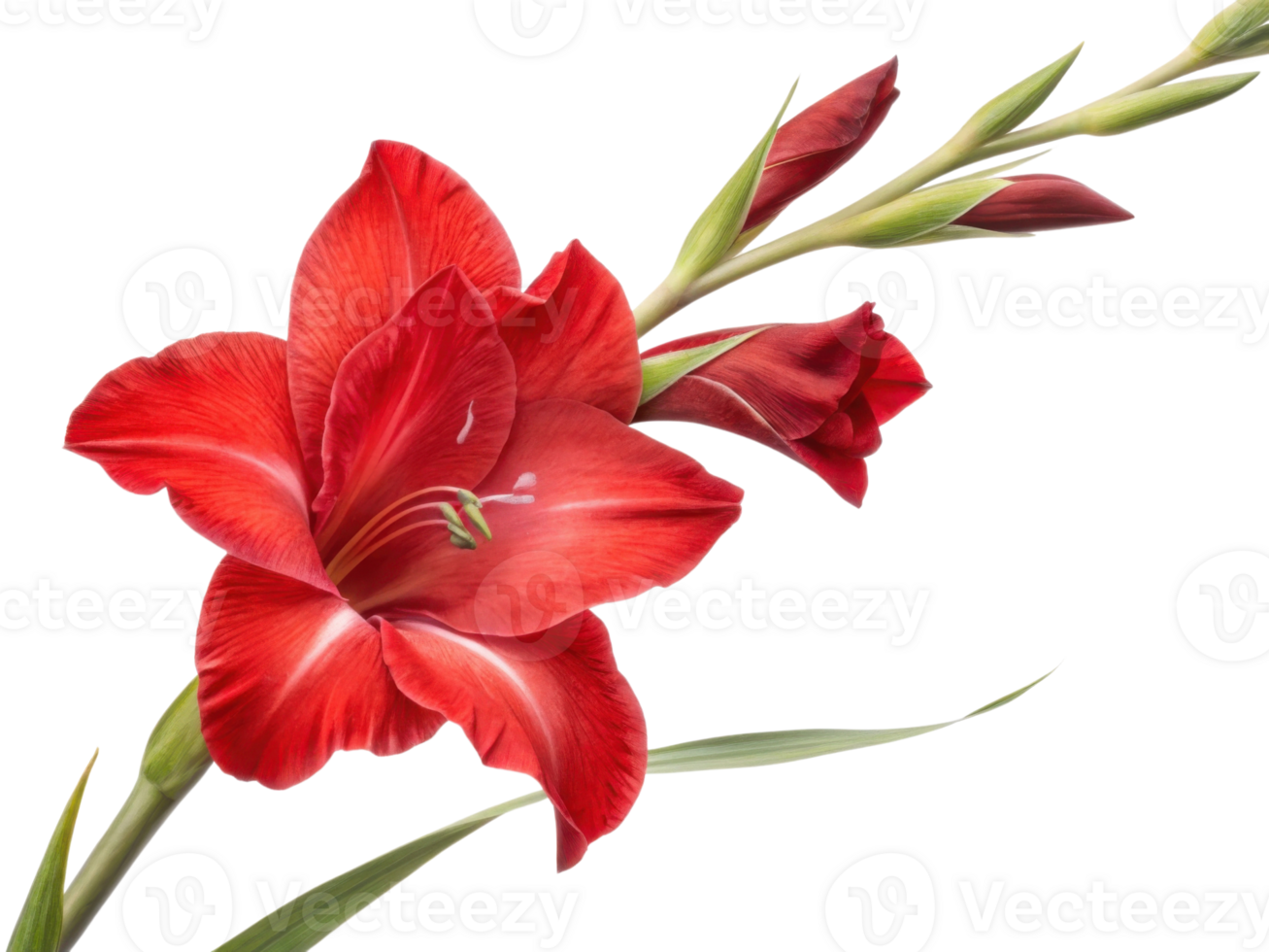 vibrant gladiolus flower showcases its stunning red petals and elegant green leaves, symbolizing beauty and strength in nature png