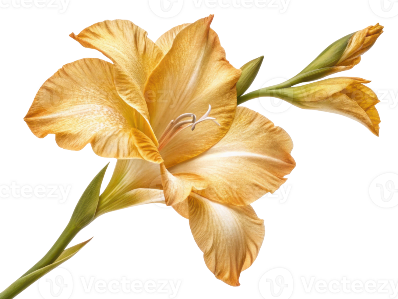 stunning gladiolus flower in vibrant golden hues showcases its delicate petals and elegant form, symbolizing beauty and grace png