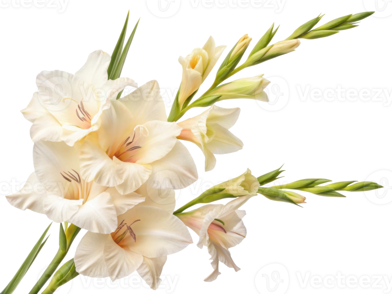 Gladiolus flowers bloom gracefully with soft petals and vibrant colors, creating stunning display of nature beauty png