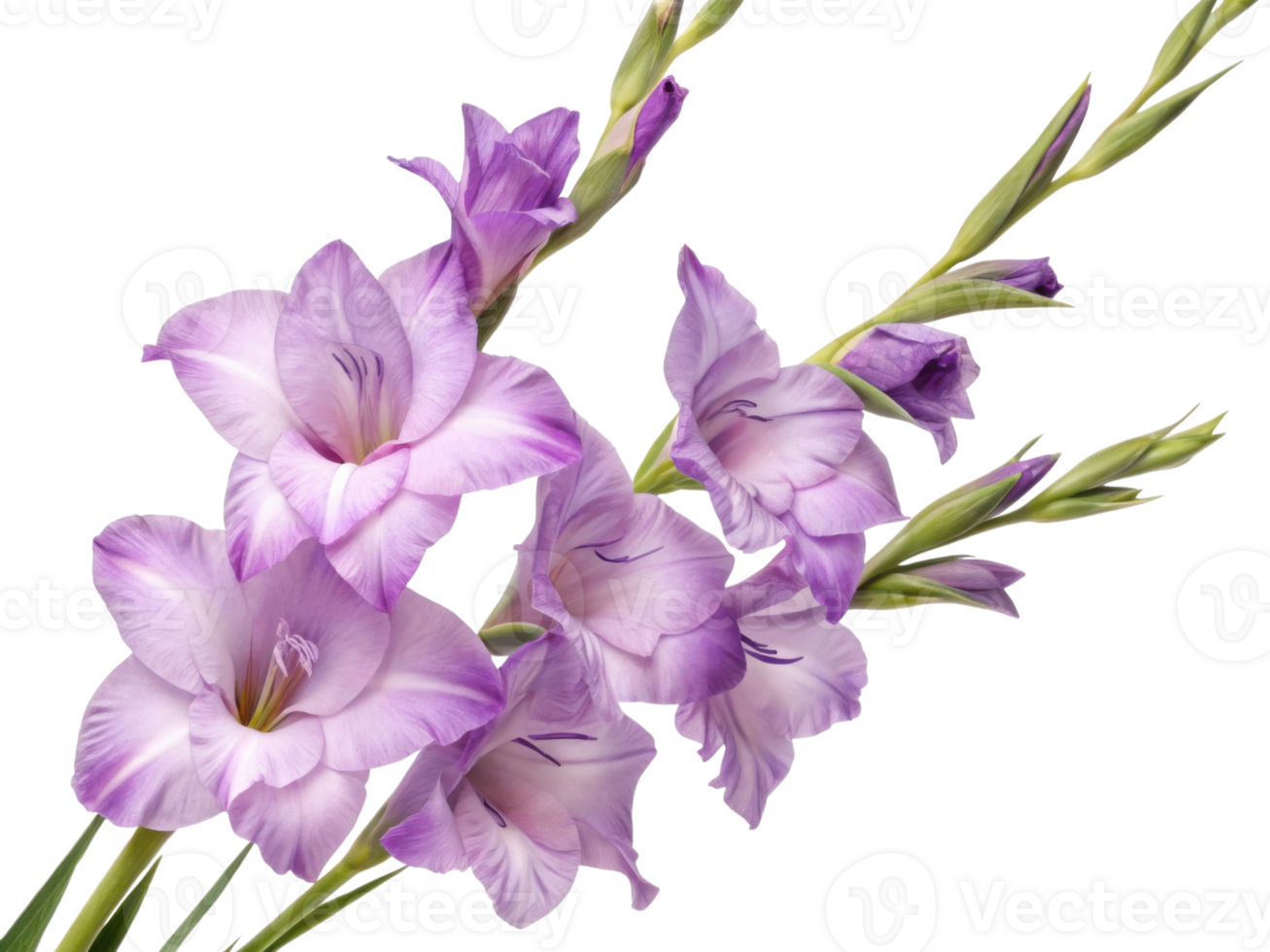 Gladiolus flowers bloom in stunning shades of purple, showcasing their elegant petals and vibrant beauty png