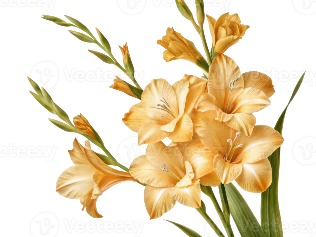 Golden gladiolus flowers bloom gracefully, showcasing their vibrant petals and lush green leaves, creating stunning floral display png