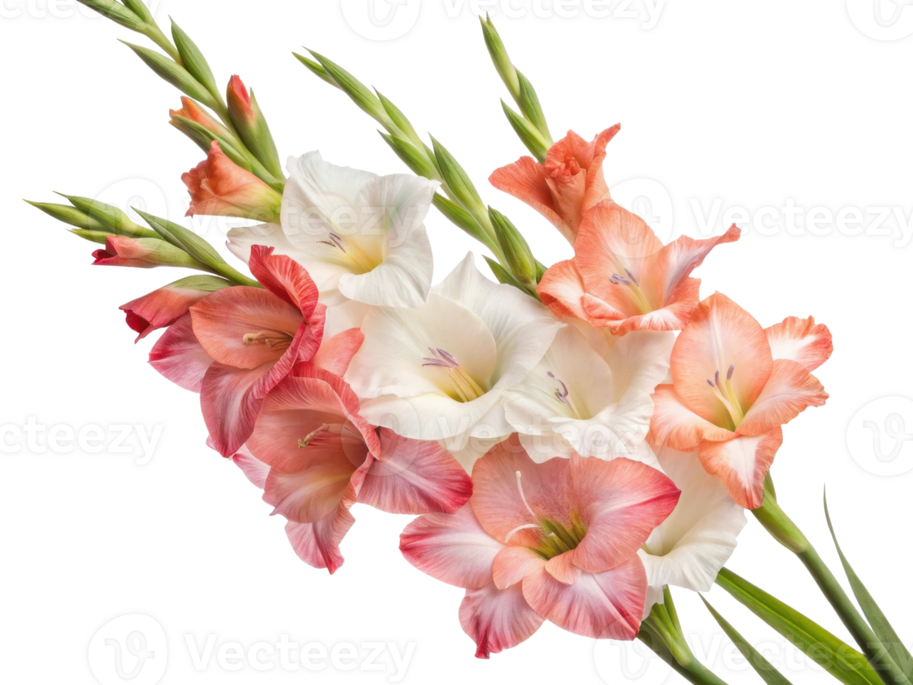 Gladiolus flowers bloom in vibrant colors creating stunning display of beauty and elegance that brightens any garden or arrangement png