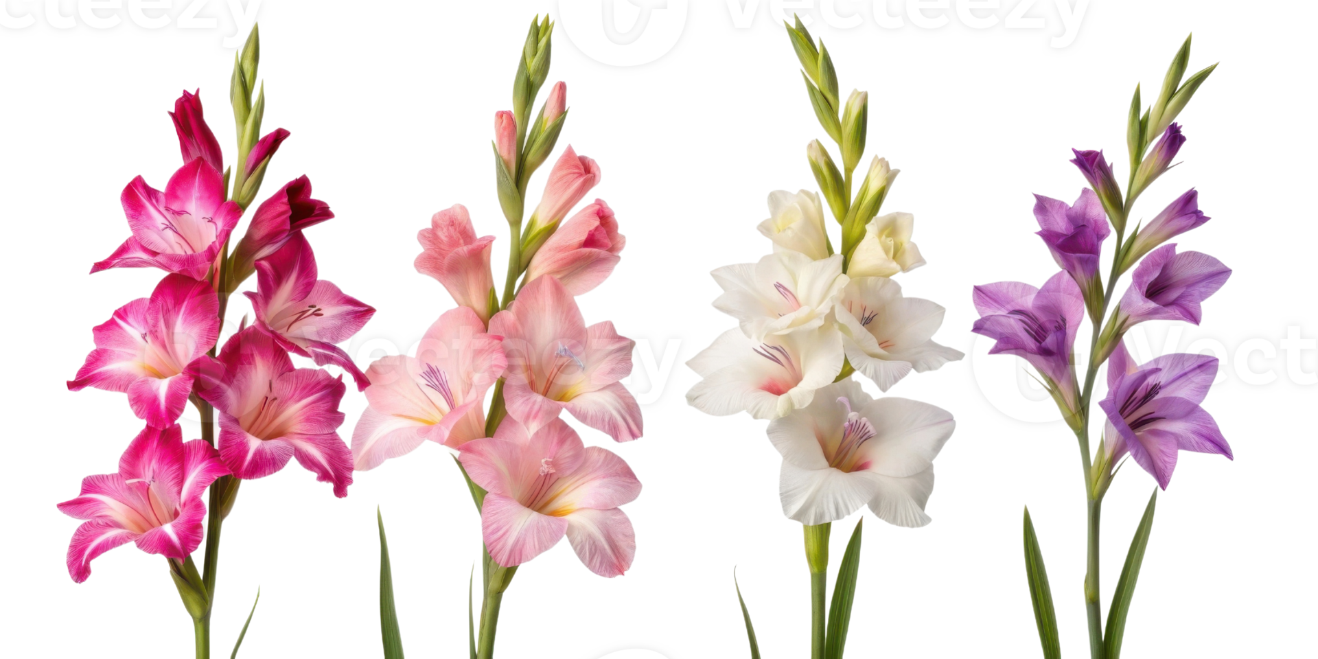 Beautiful gladiolus flowers in vibrant colors create stunning display of nature elegance and charm png