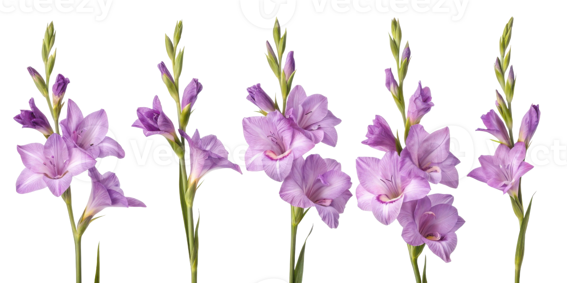 Gladiolus flowers bloom stunning shades of purple, showcasing their elegant petals and tall stems, perfect for any garden or floral arrangement png