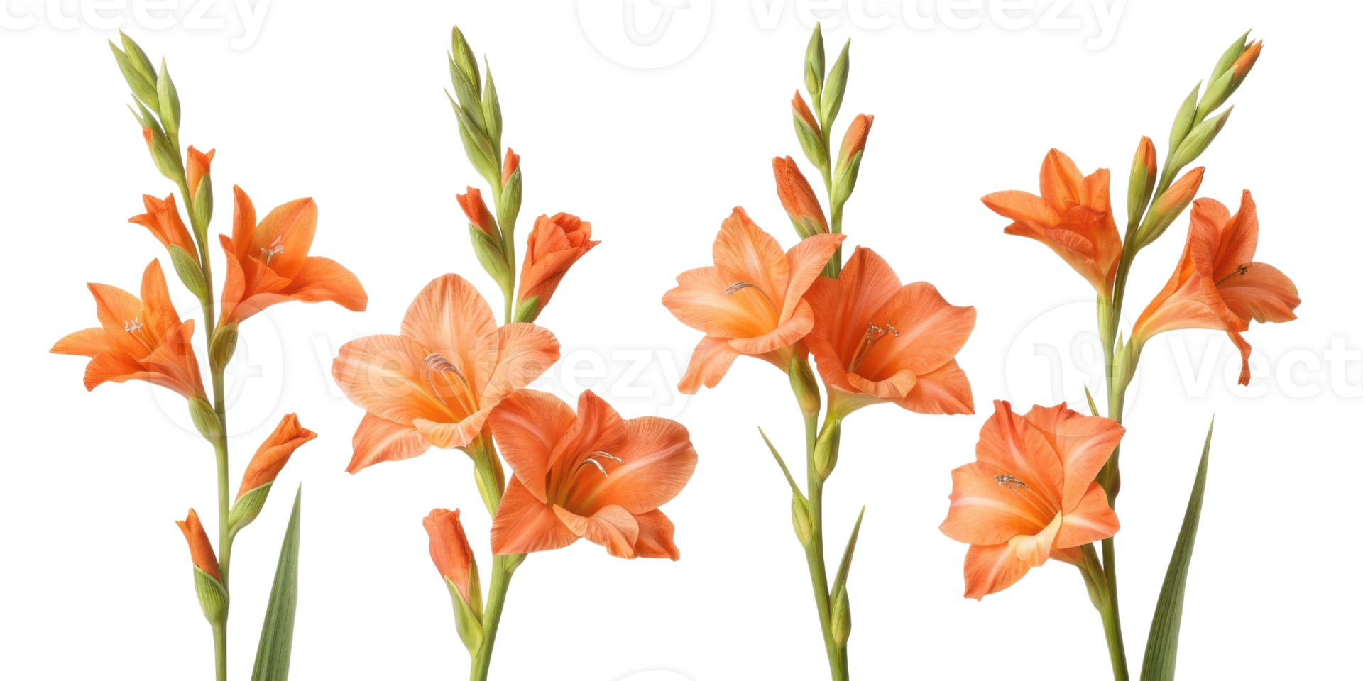 Beautiful gladiolus flowers bloom in vibrant orange hues, showcasing their elegance and charm in any garden or floral arrangement png