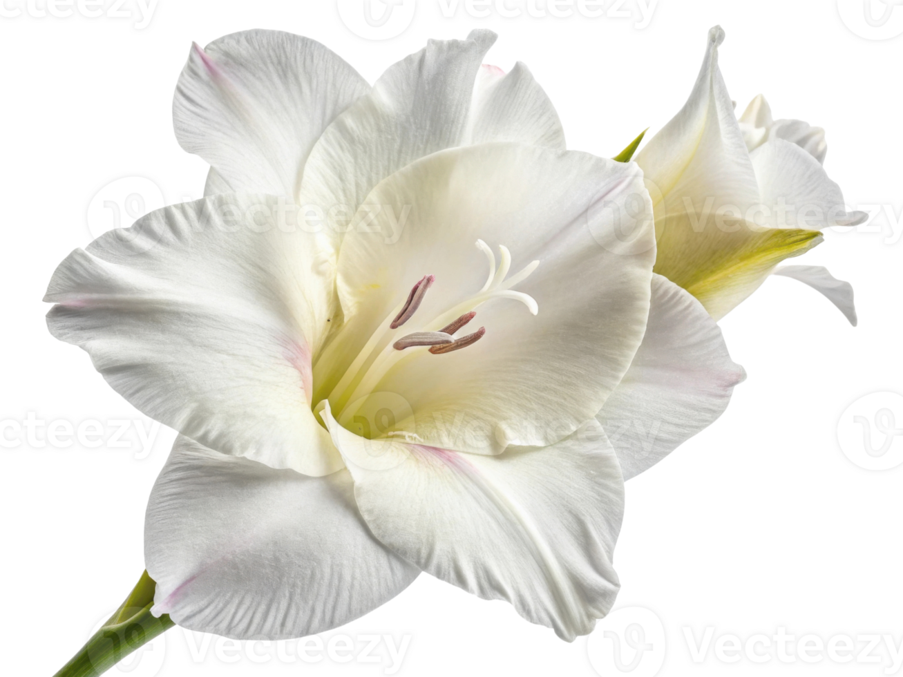stunning gladiolus flower showcases its elegant white petals and delicate structure, embodying beauty and grace in nature png