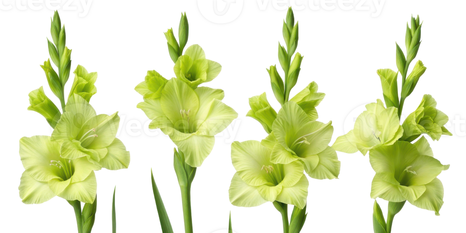 Beautiful gladiolus flowers bloom gracefully, showcasing their vibrant green hues and delicate petals, perfect for any garden or floral png