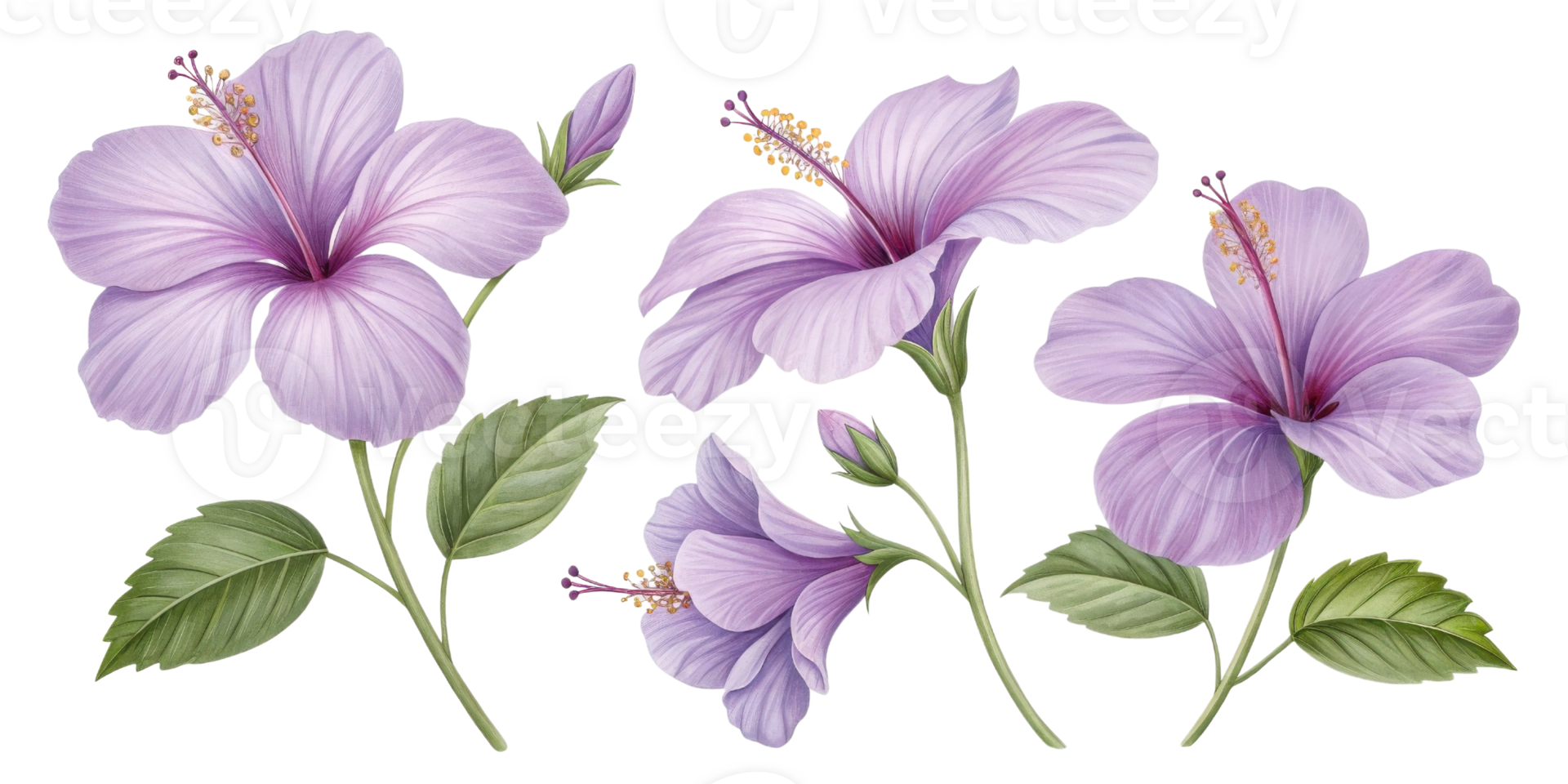 Beautiful hibiscus flowers bloom gracefully with delicate petals and vibrant colors, showcasing nature artistry in every detail png