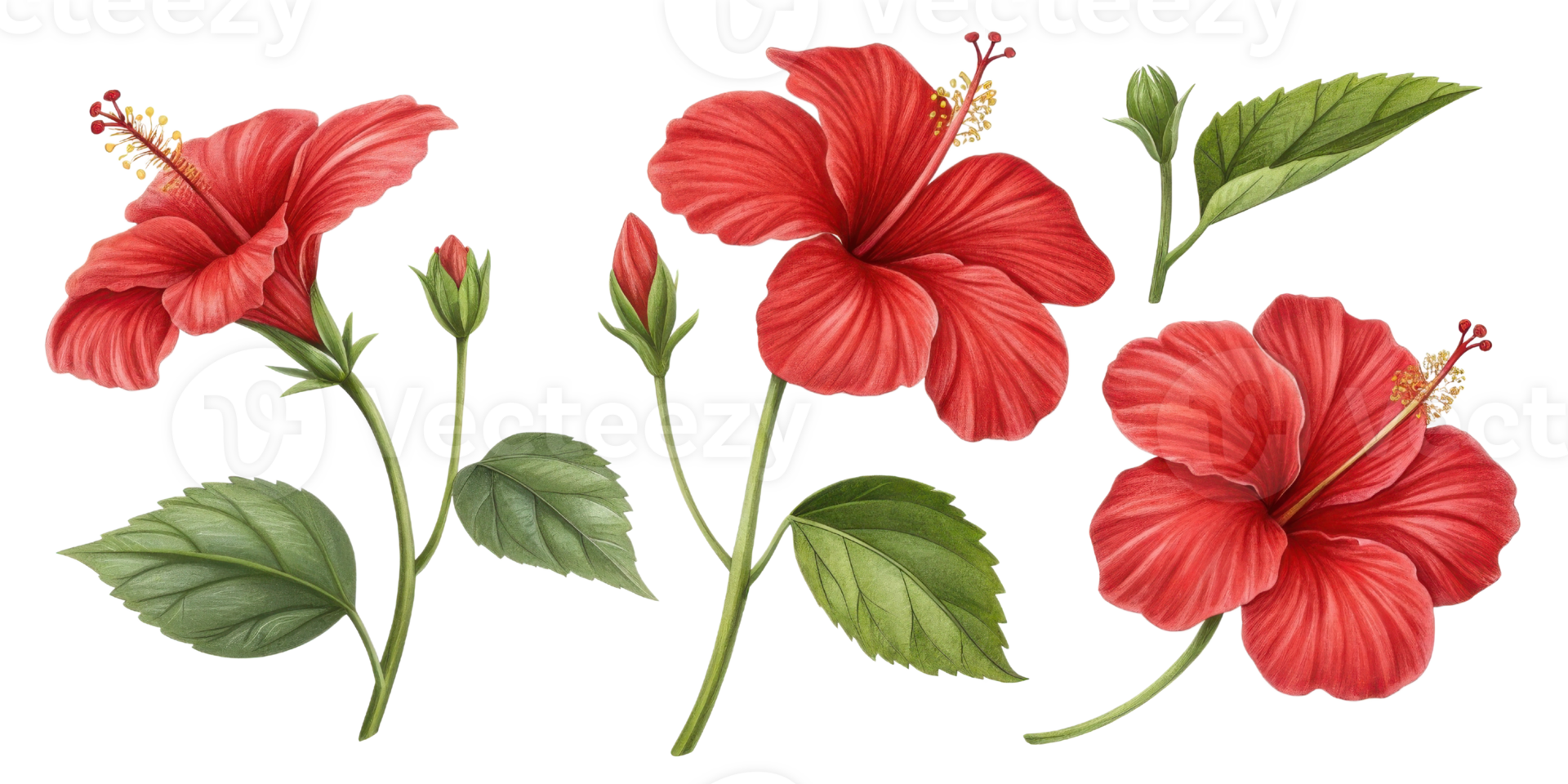 Beautiful hibiscus flowers bloom vibrantly with lush green leaves creating stunning display of nature artistry png