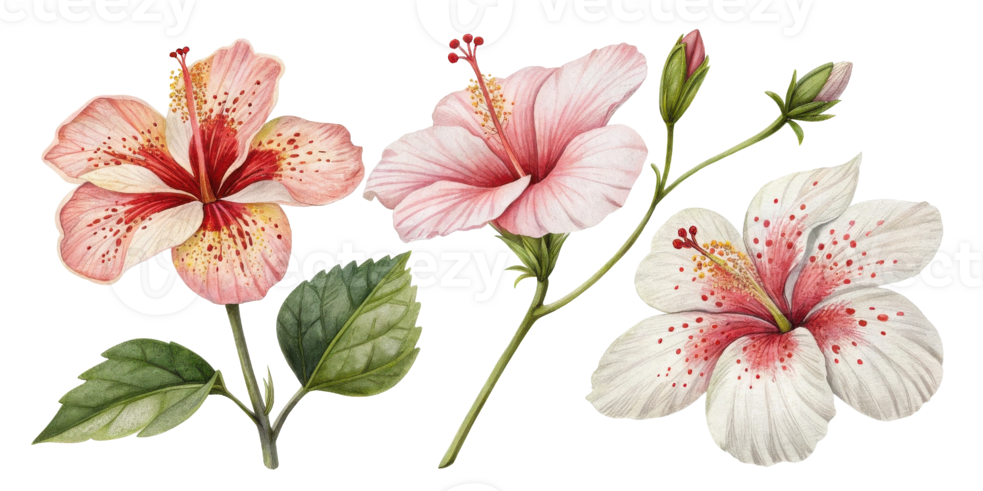 Beautiful hibiscus flowers showcase vibrant colors and intricate details, perfect for adding touch of nature elegance to any design png