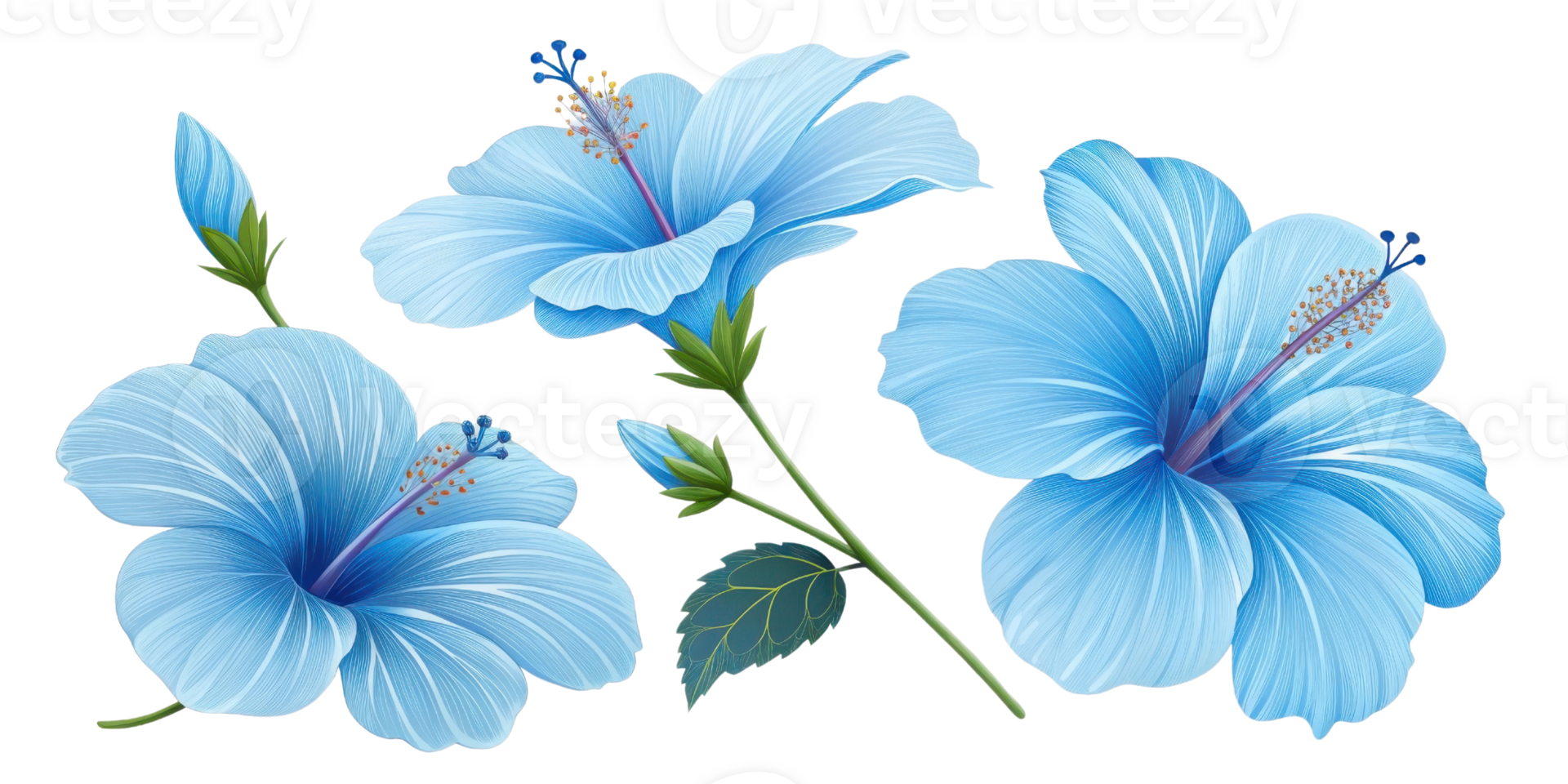 Beautiful hibiscus flowers bloom in vibrant blue shades, showcasing their delicate petals and intricate details png