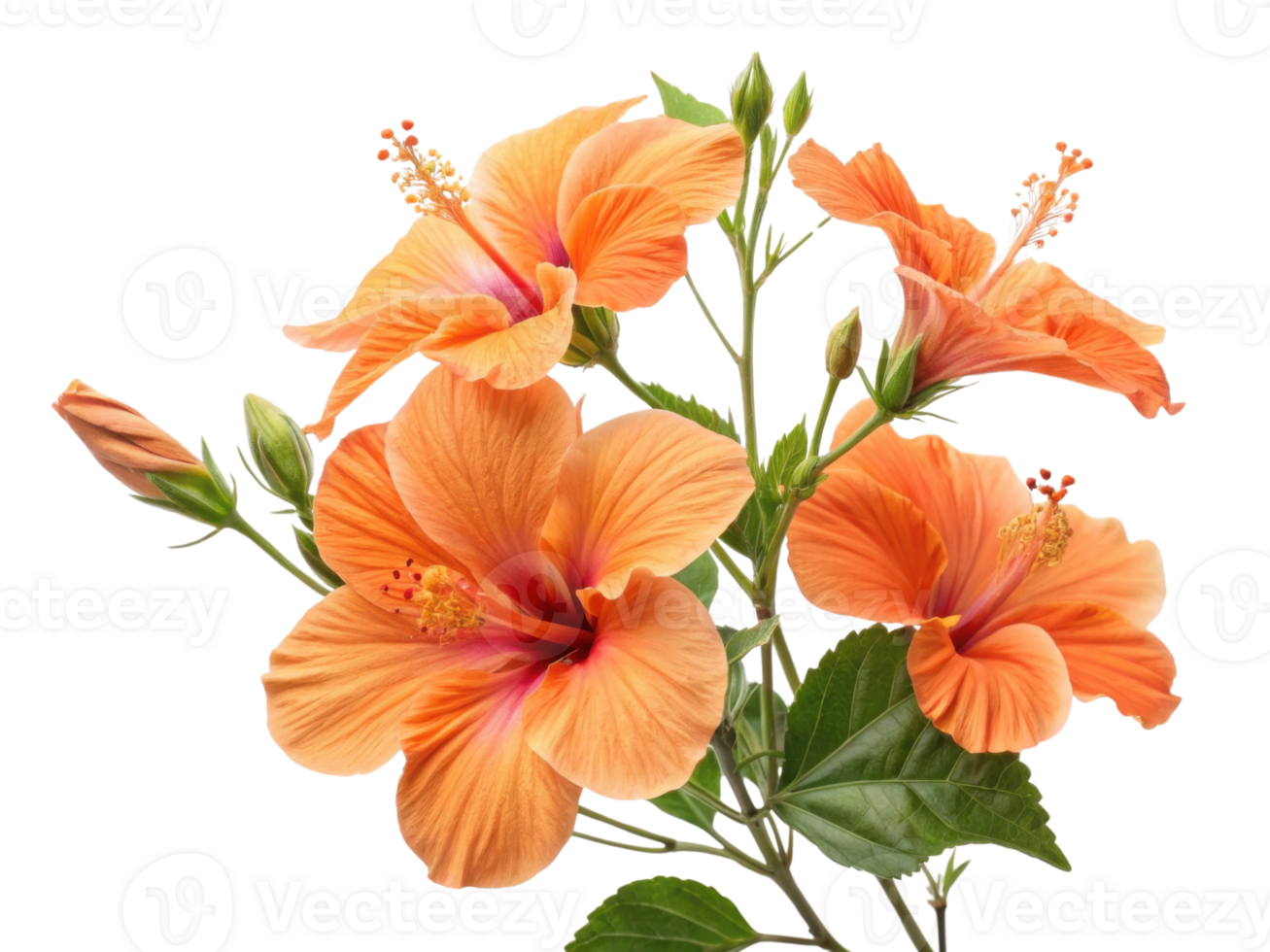 Beautiful hibiscus flowers bloom in vibrant orange hues showcasing their delicate petals and lush green leaves png