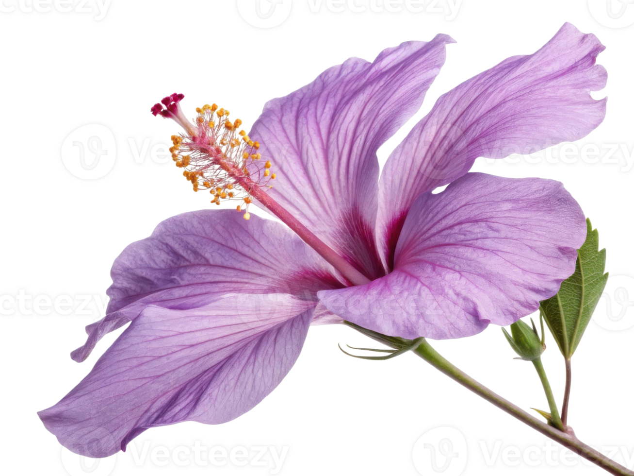 stunning hibiscus flower showcases its delicate petals and vibrant colors, symbolizing beauty and tranquility in nature png