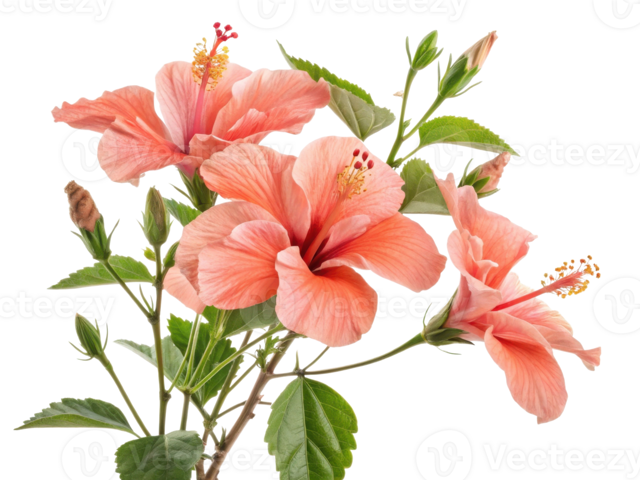 Beautiful hibiscus flowers bloom vibrantly showcasing their delicate petals and lush green leaves creating serene atmosphere png