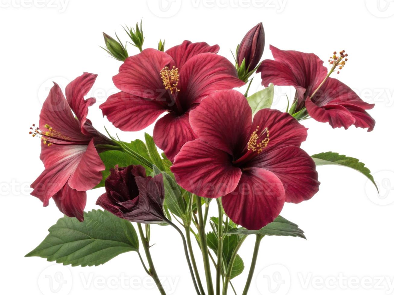 Vibrant hibiscus flowers bloom beautifully showcasing their rich colors and intricate details, creating stunning floral display png