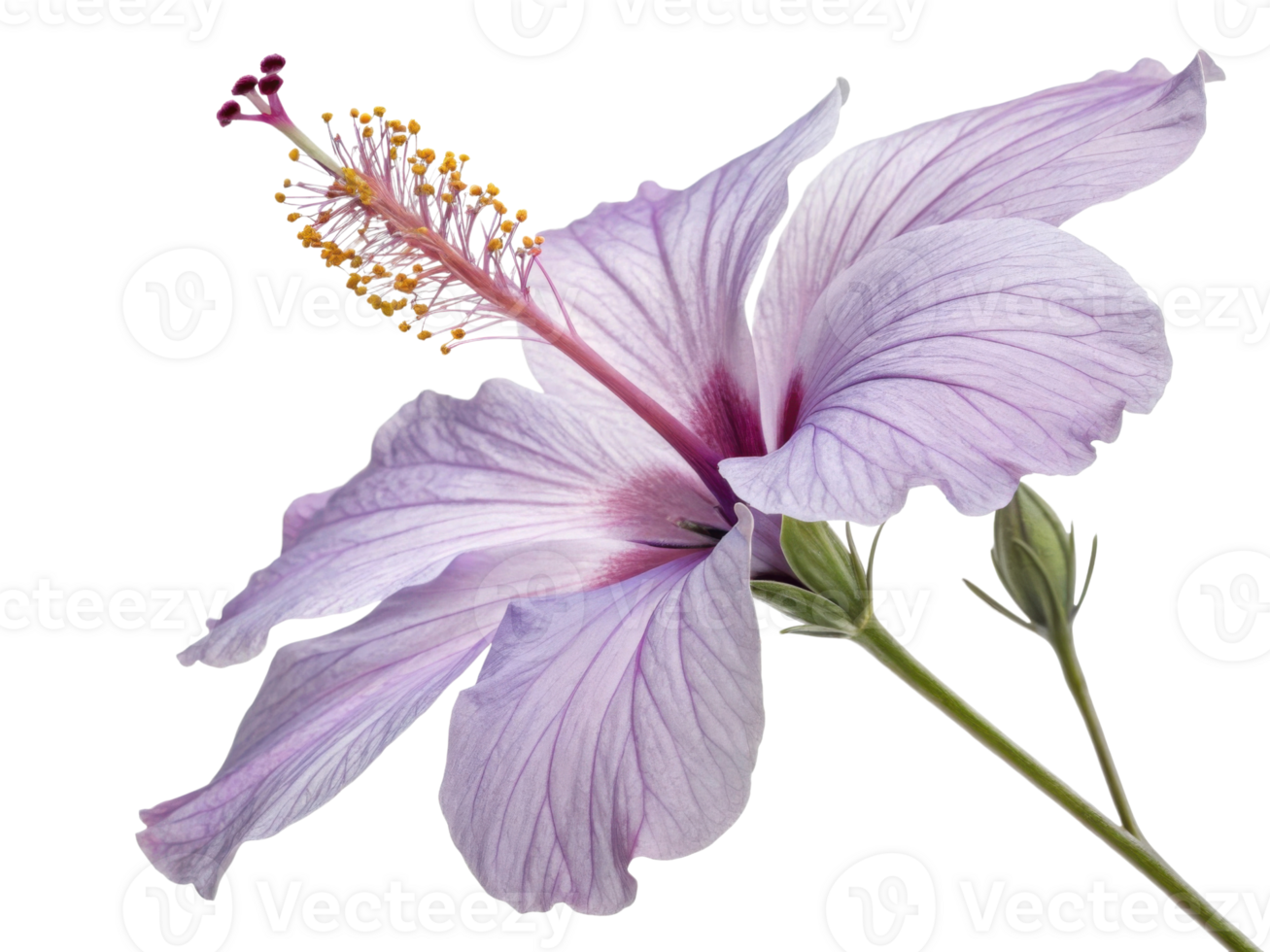 beautiful hibiscus flower showcases delicate lavender petals and vibrant yellow stamens, embodying nature elegance and charm png