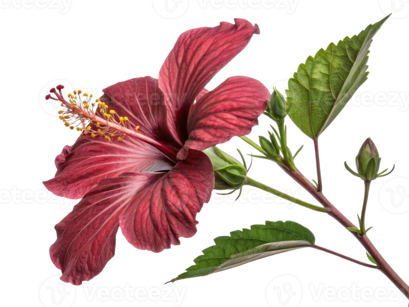 vibrant hibiscus flower showcases its rich red petals and intricate details, symbolizing beauty and nature artistry png