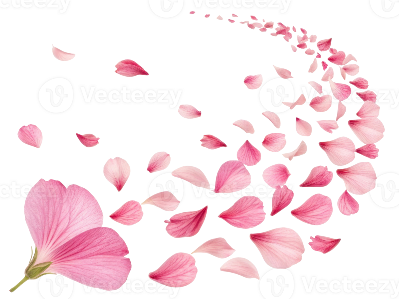 Beautiful pink hibiscus flower petals gracefully swirl in delicate dance, creating serene and enchanting atmosphere png