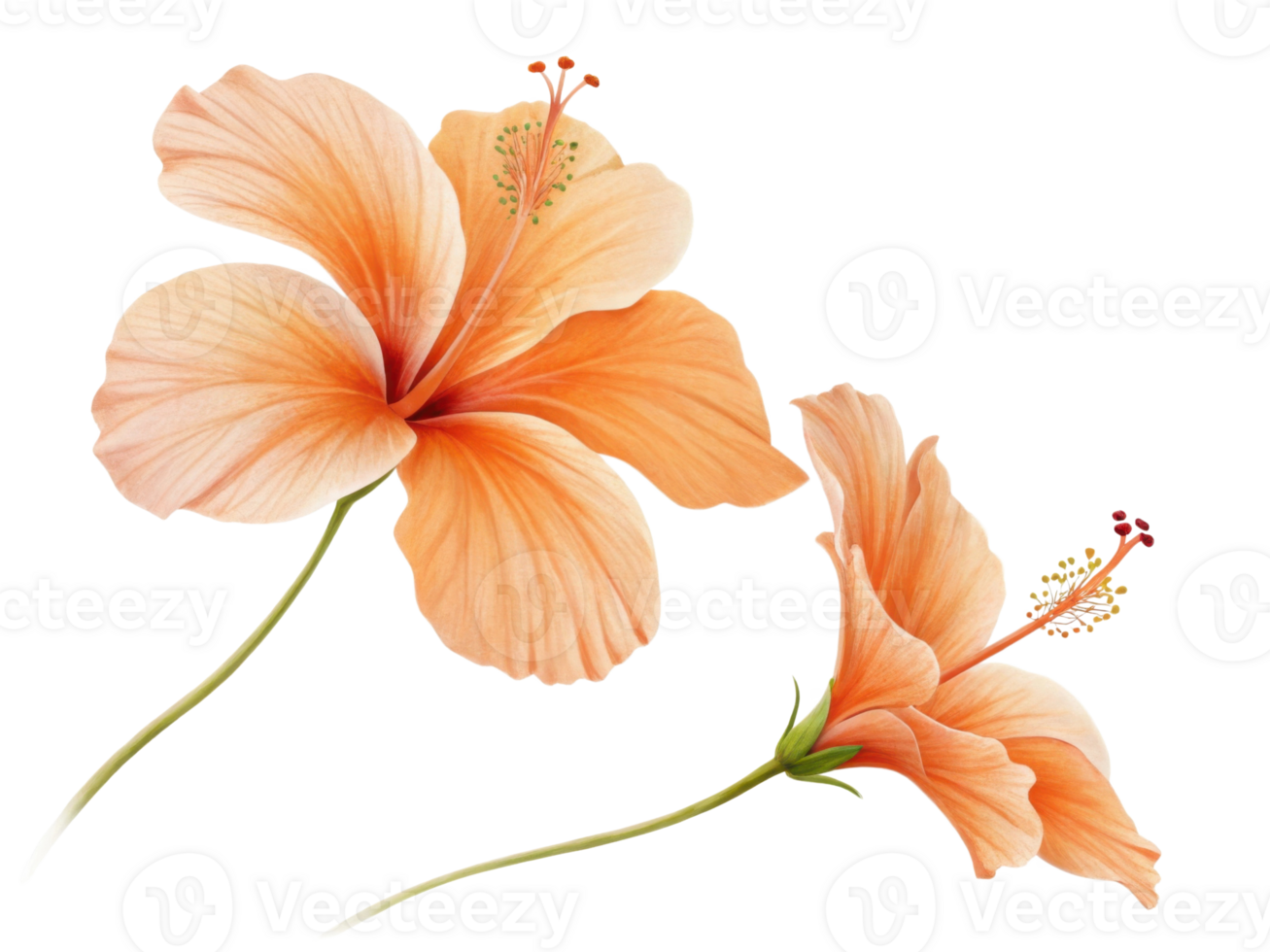 Beautiful hibiscus flowers bloom in soft orange hues showcasing delicate petals and intricate details that evoke sense of tranquility and joy png