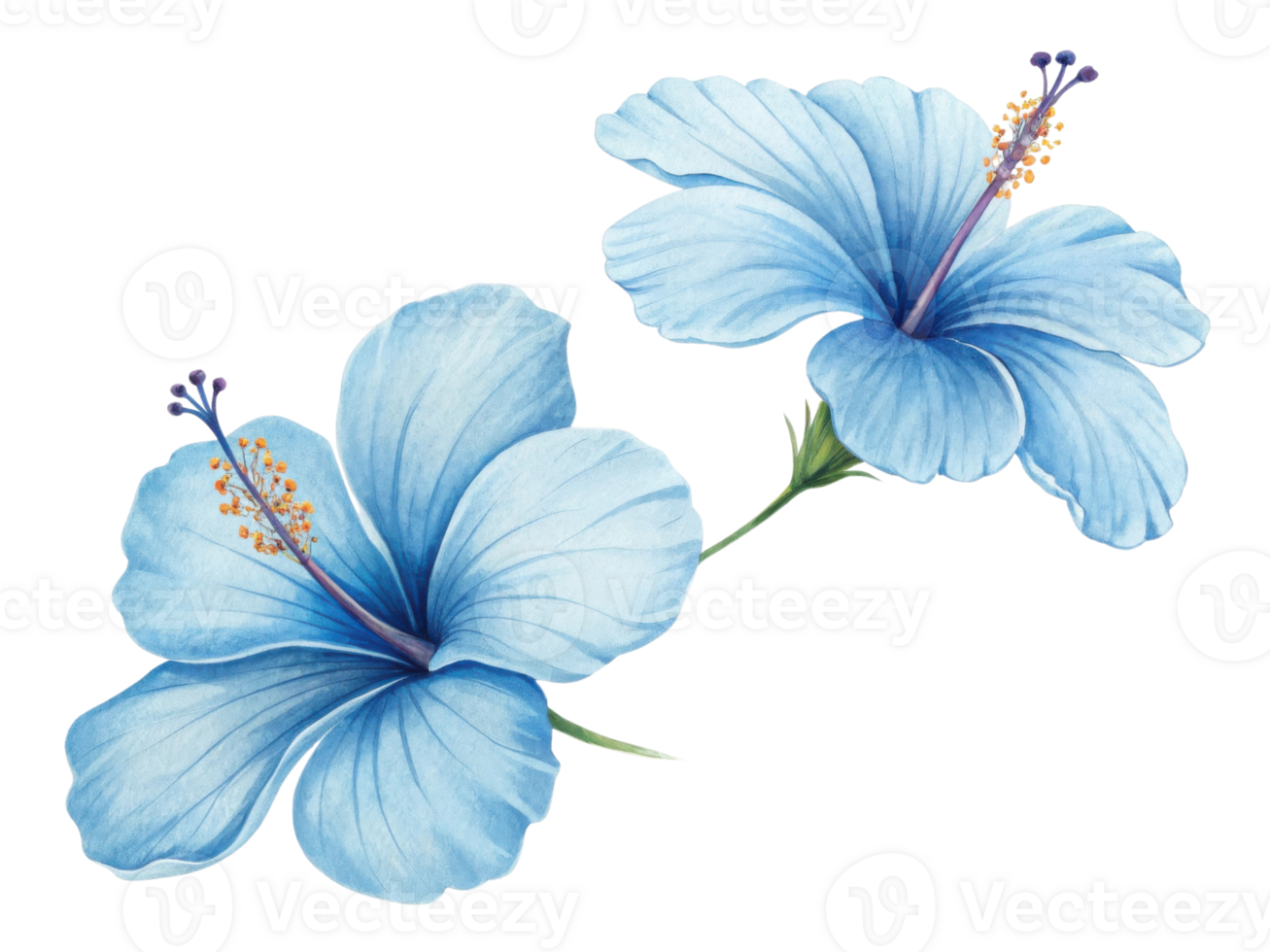 Beautiful hibiscus flowers bloom in soft blue hues, showcasing delicate petals and vibrant stamen that evoke sense of tranquility and joy png