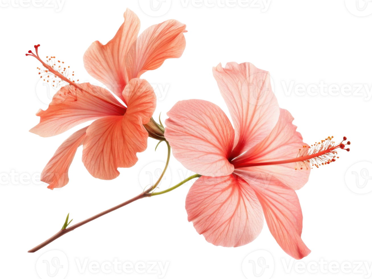 Beautiful hibiscus flowers bloom in soft shades of pink showcasing their delicate petals and intricate details png