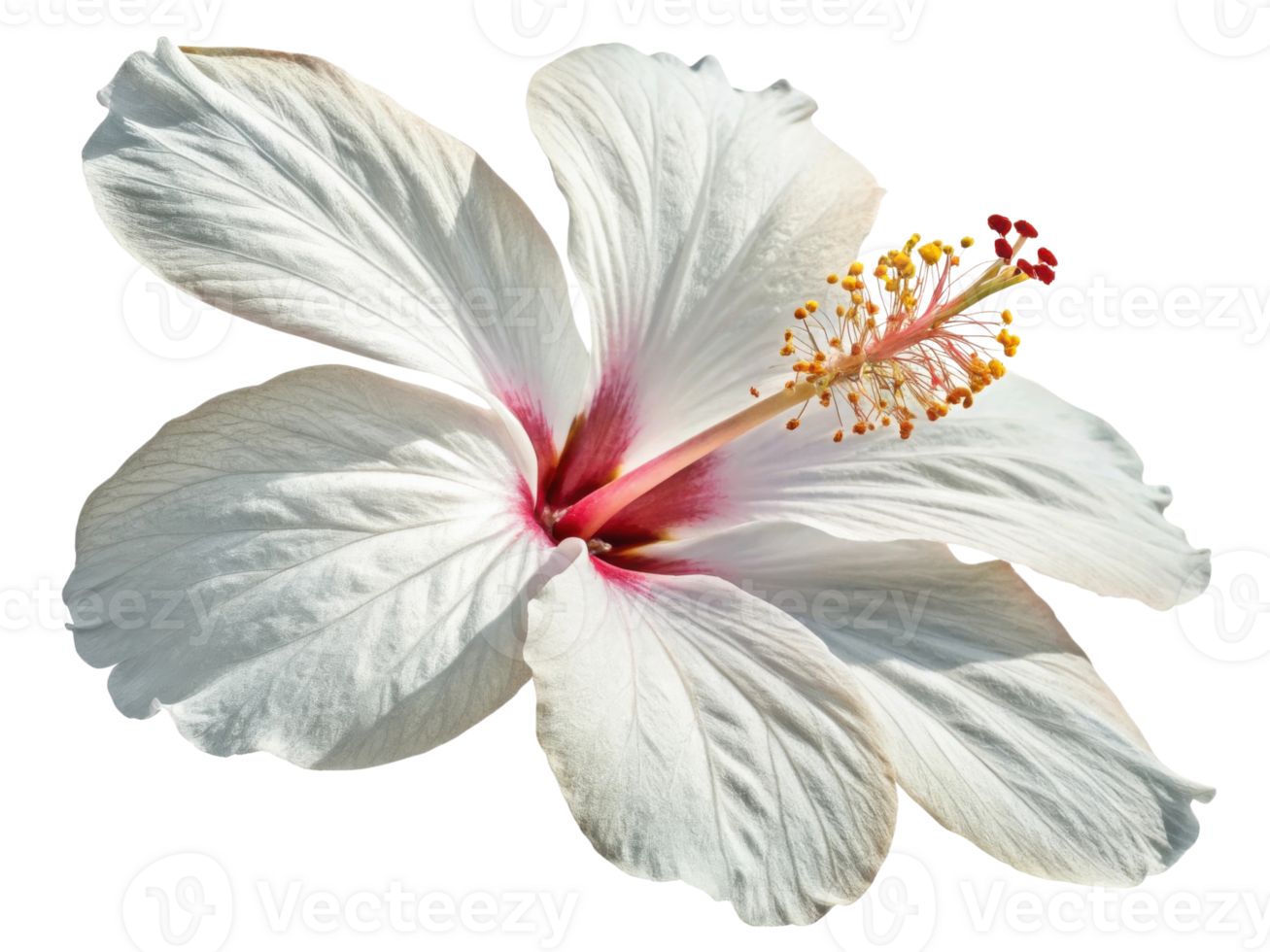 stunning hibiscus flower showcases its delicate white petals and vibrant center, embodying beauty and elegance in nature png