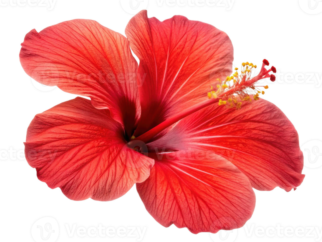 vibrant hibiscus flower showcases its stunning red petals and intricate details, symbolizing beauty and tropical elegance png