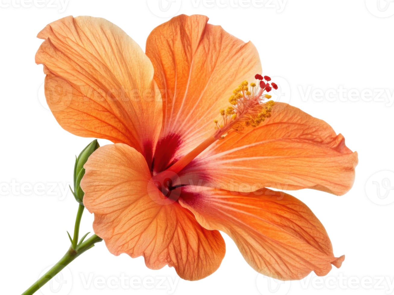 vibrant hibiscus flower showcases stunning orange petals with delicate veins and striking red center, symbolizing beauty and warmth png