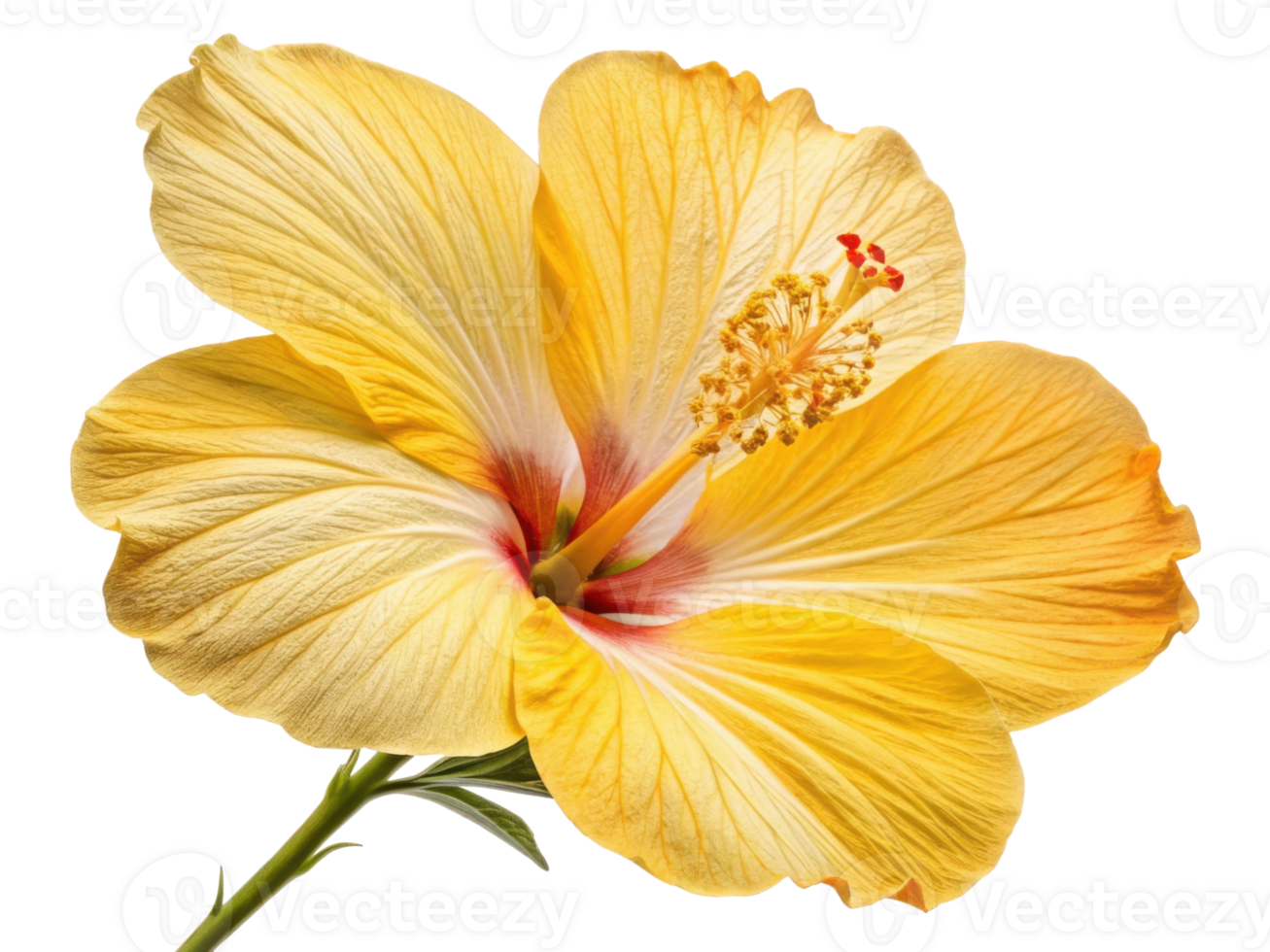 vibrant hibiscus flower showcases its stunning yellow petals and intricate details, symbolizing beauty and warmth png