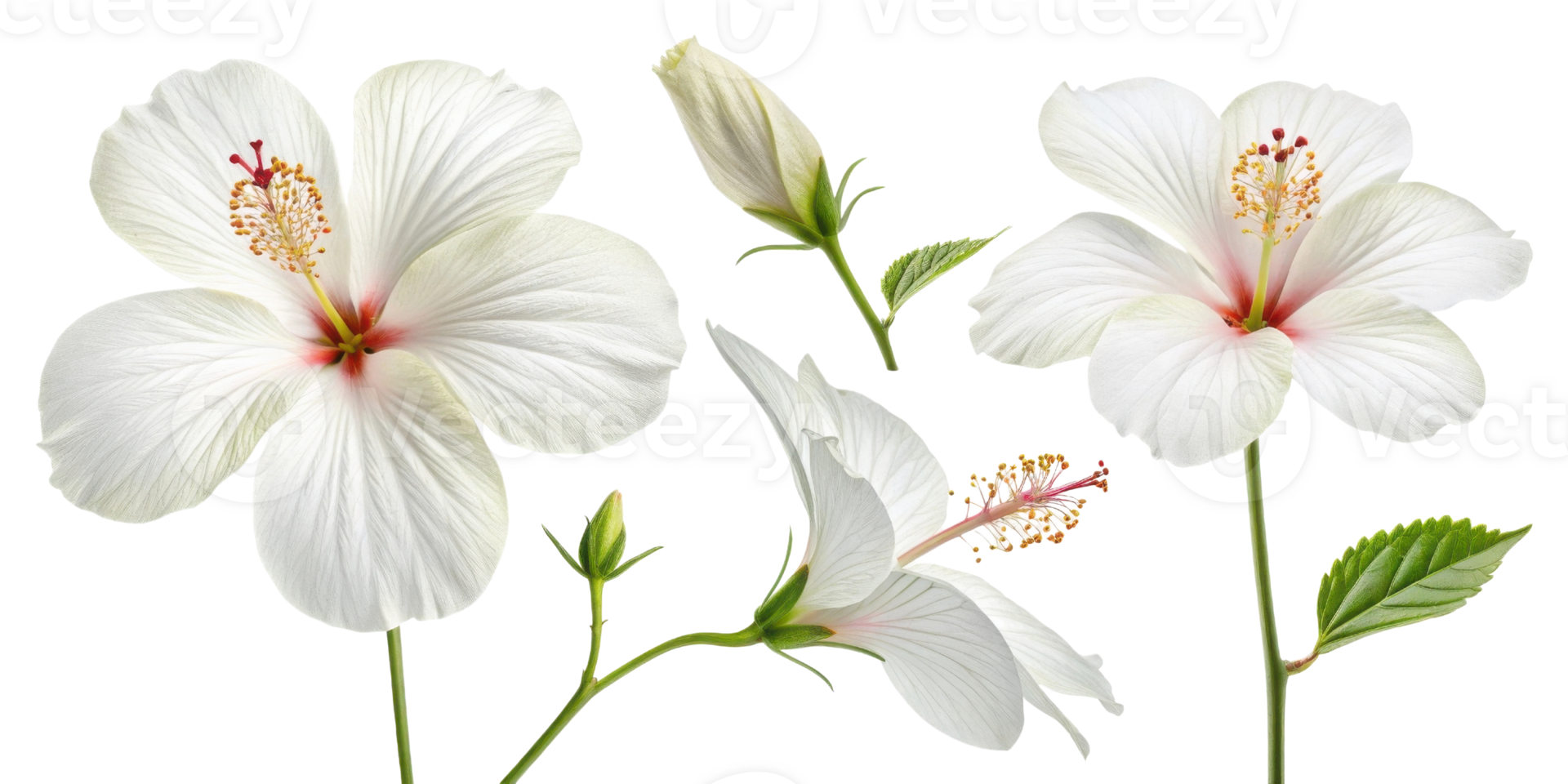 Beautiful hibiscus flowers bloom gracefully, showcasing their delicate petals and vibrant colors, perfect for adding elegance to any setting png