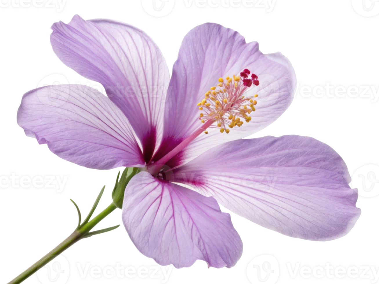 beautiful hibiscus flower showcases delicate petals in soft lavender hues, radiating elegance and charm. Its vibrant center adds touch of allure png