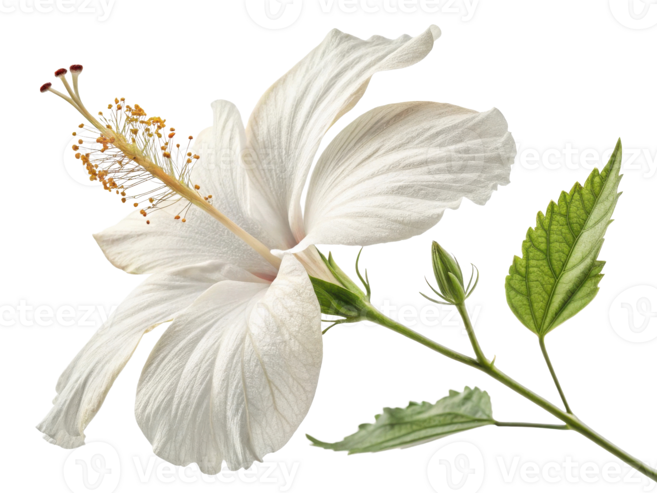 beautiful hibiscus flower showcases delicate petals and vibrant details, embodying nature elegance and charm png