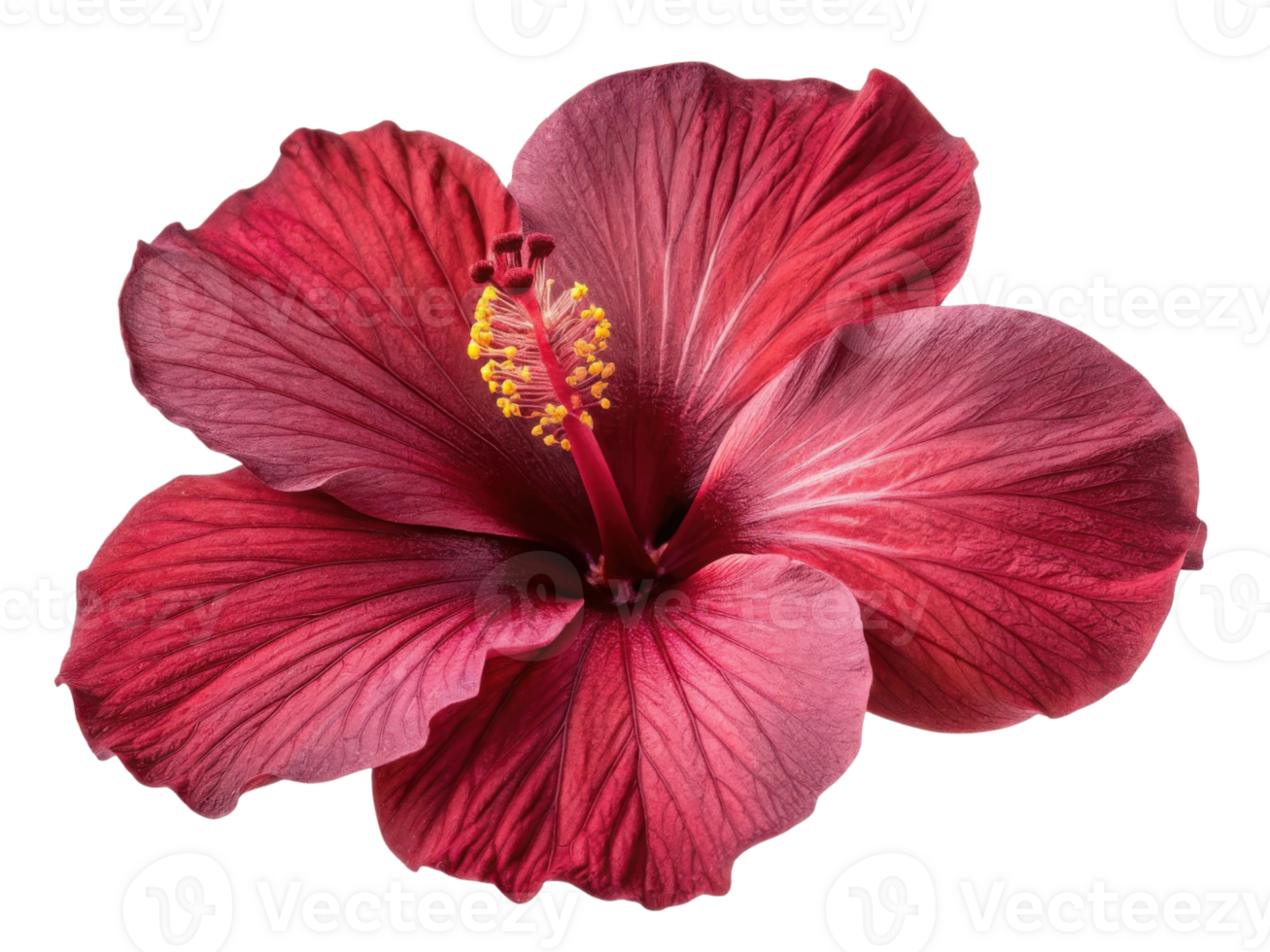 vibrant hibiscus flower showcases its stunning red petals and intricate details, symbolizing beauty and elegance in nature png