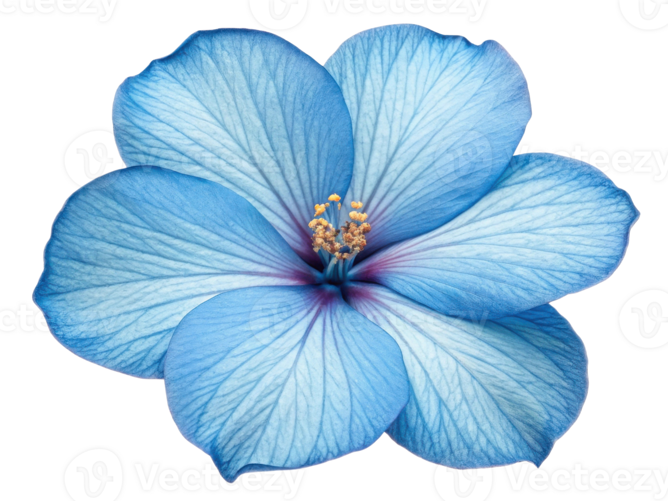 stunning hibiscus flower showcases delicate blue petals with intricate veining and vibrant center, radiating beauty and tranquility png